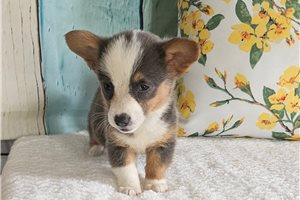 North - puppy for sale