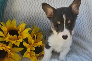 Emmy - Pembroke Welsh Corgi for sale