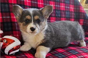 Hanson - puppy for sale