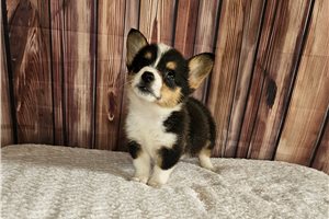 Novo - Corgi, Pembroke Welsh for sale