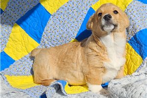 Lyle - Corgi, Pembroke Welsh for sale