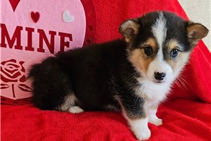 Loki - puppy for sale