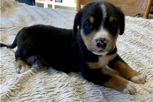 Bentley - Greater Swiss Mountain Dog for sale