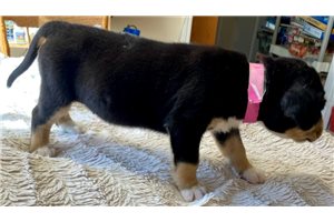 Britt - Greater Swiss Mountain Dog for sale