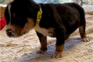 Brendon - Greater Swiss Mountain Dog for sale