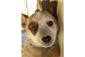 Bo Australian Cattle Dog Blue Heeler Puppy Bfd102 Pawrade