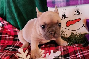 Brooks - French Bulldog for sale
