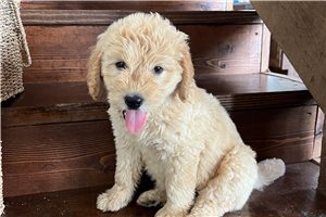 Raya - Goldendoodle for sale