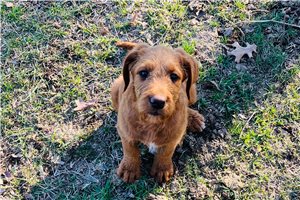 Blake - Labradoodle for sale