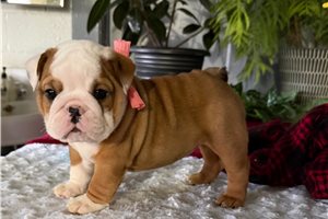 Madison - English Bulldog for sale