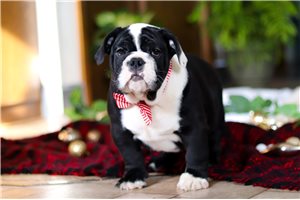 Toby - English Bulldog for sale