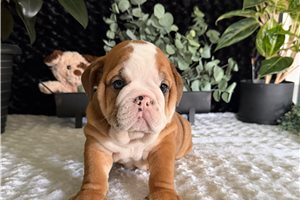 Maverick - puppy for sale