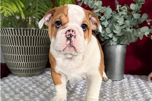 Matthew - English Bulldog for sale