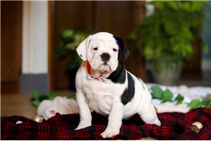 Tulip - English Bulldog for sale