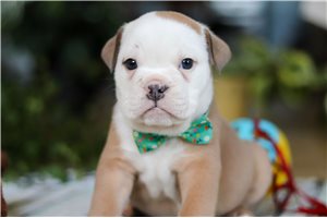 Titus - puppy for sale