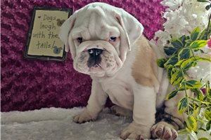 Buddy - English Bulldog for sale