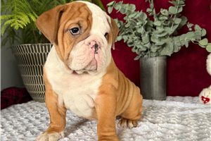 Miles - English Bulldog for sale