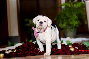 Tori - English Bulldog for sale