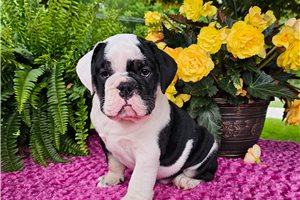 Castor - English Bulldog for sale