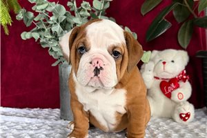 Mila - puppy for sale