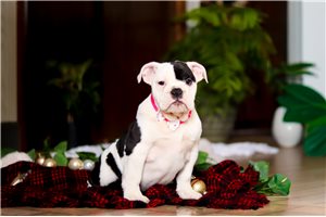 Tracey - English Bulldog for sale