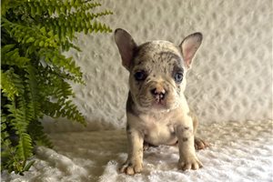 Cookie - puppy for sale