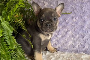 Waffles - French Bulldog for sale