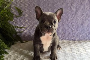 Chip - French Bulldog for sale