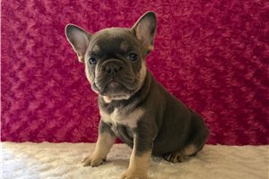 Waffles - puppy for sale