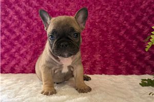 Muffin - puppy for sale