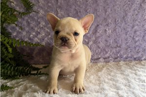 Pudding - French Bulldog for sale