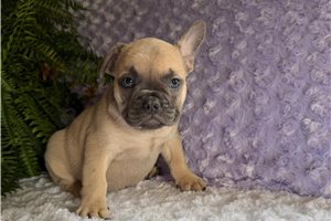 Noodle - French Bulldog for sale