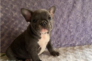 Moose - French Bulldog for sale