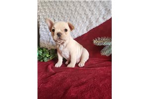 Josiah - French Bulldog for sale