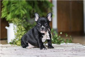 Serenity - puppy for sale