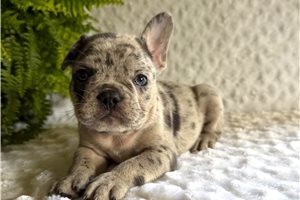 Butters - French Bulldog for sale