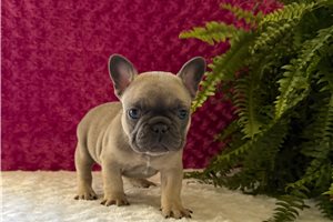 Gumbo - puppy for sale