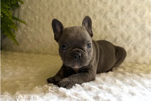 Bell - French Bulldog for sale