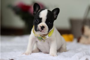Sloane - puppy for sale