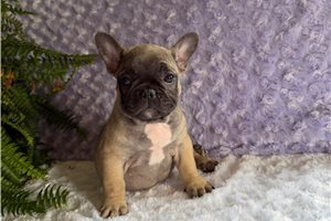 Muffin - French Bulldog for sale