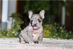 Faith - French Bulldog for sale