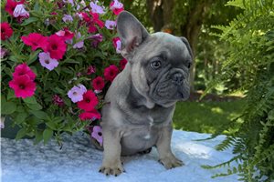 Gumbo - French Bulldog for sale