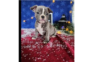 Dorothy - French Bulldog for sale