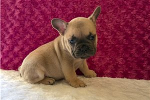 Noodle - puppy for sale