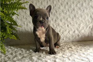Chip - puppy for sale