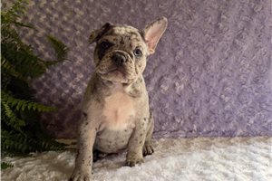 Butters - French Bulldog for sale