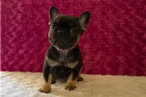 Taffy - puppy for sale