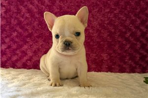 Pudding - French Bulldog for sale