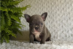 Moose - puppy for sale