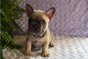 Gumbo - French Bulldog for sale